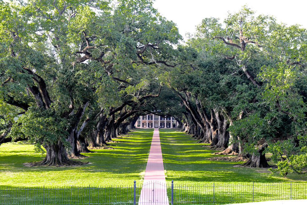 A quarter-mile of Live Oak trees line the entrance to Oak Alley Plantation.