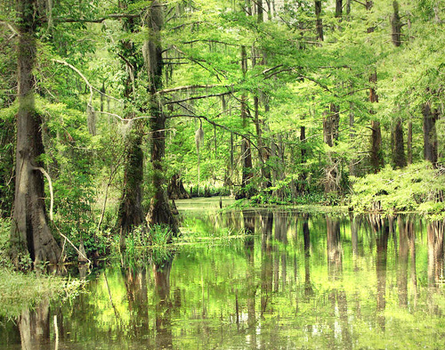 A swamp tour will take you deep into the beautiful Louisiana swamps.