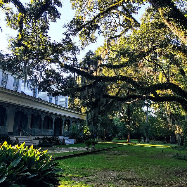 100-year-old live oaks thrive in the Louisiana climate.