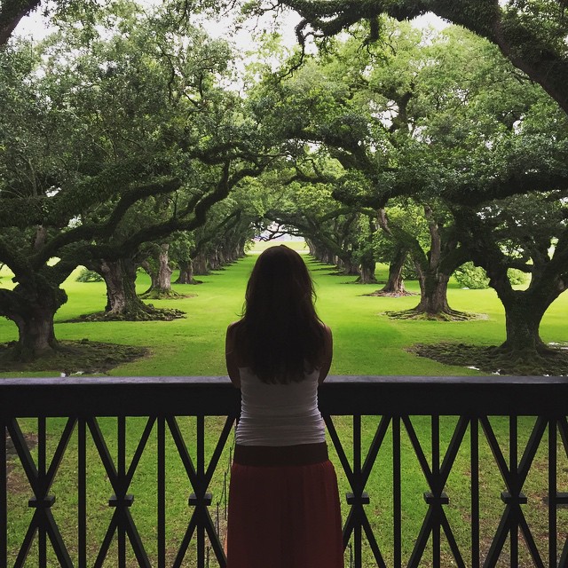 Hundreds of Live Oak trees surround Oak Alley Plantation.