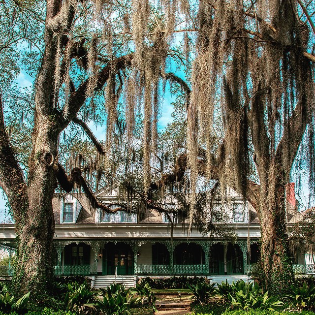 Spanish Moss hangs from Live Oaks in front of the Myrtles Plantation.
